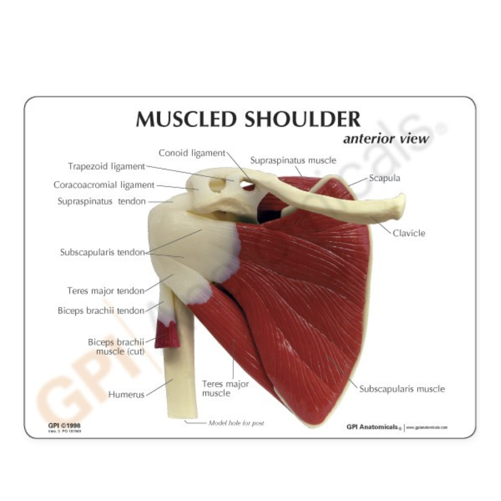 GPI Anatomicals Muscled Shoulder – Model #1810 - Image 2