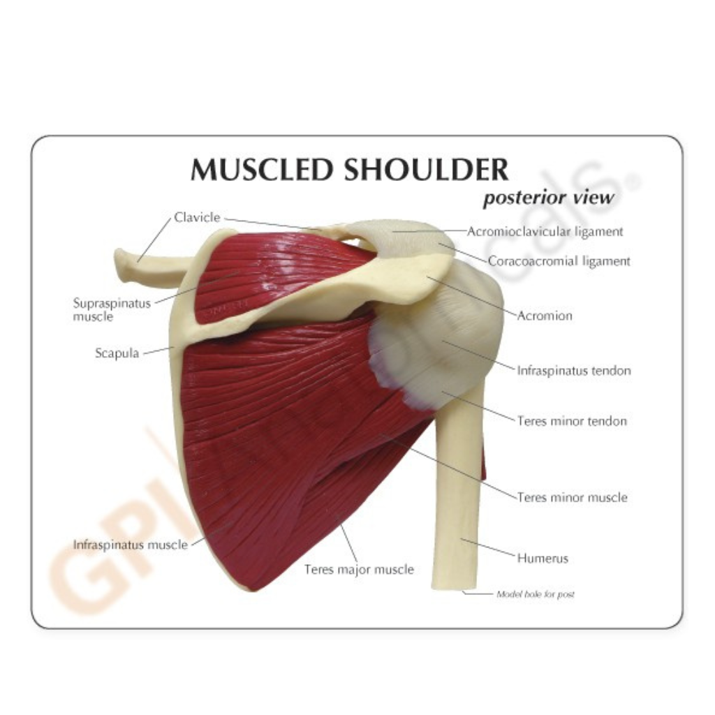 GPI Anatomicals Muscled Shoulder – Model #1810 - Image 3