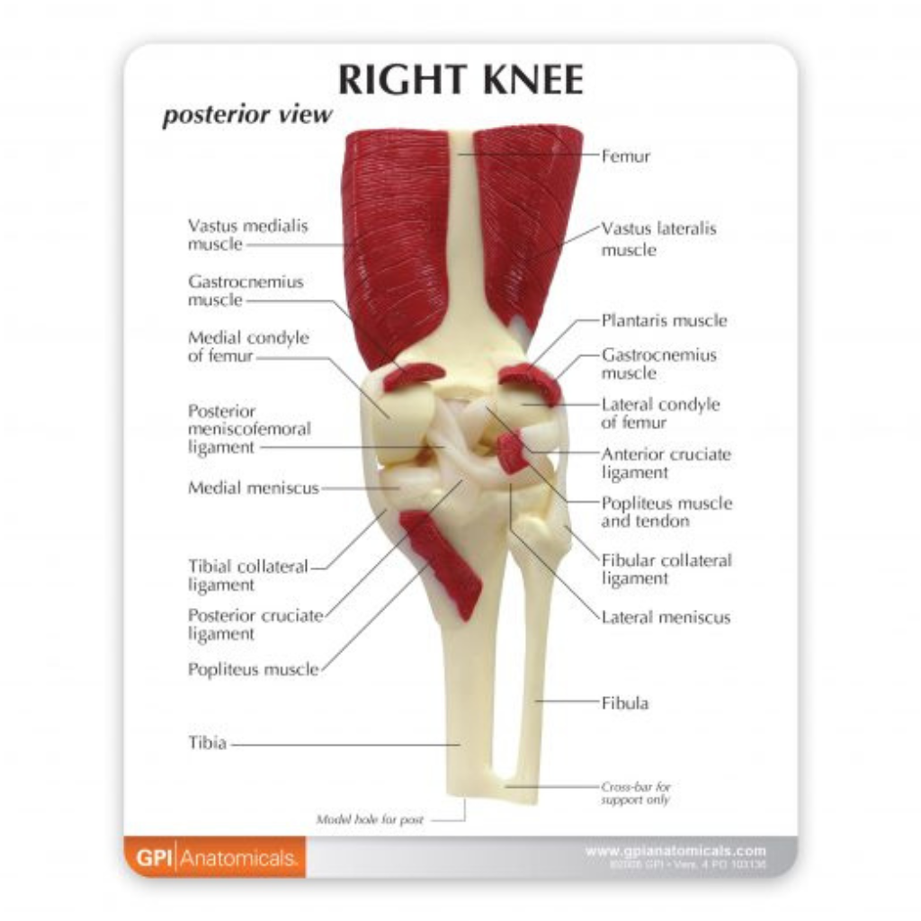 GPI Anatomicals Muscled Knee – Model #1060 - Image 3